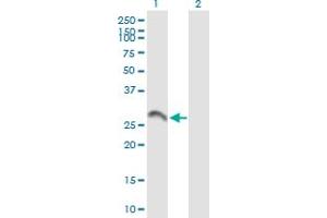 Western Blot analysis of BDNF expression in transfected 293T cell line by BDNF MaxPab polyclonal antibody. (BDNF Antikörper  (AA 1-247))