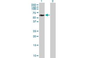 Western Blot analysis of ZNF490 expression in transfected 293T cell line by ZNF490 MaxPab polyclonal antibody. (ZNF490 Antikörper  (AA 1-529))