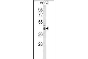 Western blot analysis of ELF3 Antibody (C-term) (ABIN653393 and ABIN2842854) in MCF-7 cell line lysates (35 μg/lane). (ELF3 Antikörper  (C-Term))