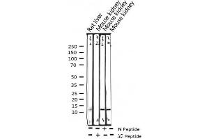 Western blot analysis of Acetyl-Histone H4 (Lys5) expression in various lysates (Histone H4 Antikörper  (acLys5))