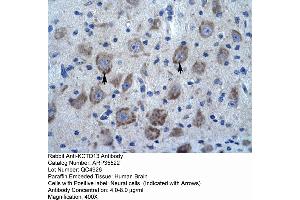 Human Brain (KCTD13 Antikörper  (N-Term))