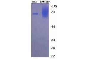 Image no. 2 for S-Adenosyl-Methionine (SAM) protein (BSA) (ABIN1880111)