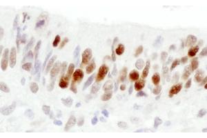 Immunohistochemistry (IHC) image for anti-Importin Subunit alpha-1 (KPNA2) (C-Term) antibody (ABIN7448767) (Importin Subunit alpha-1 (KPNA2) (C-Term) Antikörper)