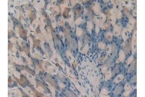 IHC-P analysis of Mouse Stomach Tissue, with DAB staining. (HAO1 Antikörper  (AA 113-369))