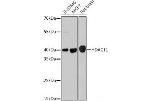 Western blot analysis of extracts of various cell lines using HDAC11 Polyclonal Antibody at dilution of 1:1000. (HDAC11 Antikörper)