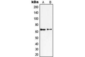 Western blot analysis of PIAS2 expression in KNRK (A), HepG2 (B) whole cell lysates. (PIAS2 Antikörper  (N-Term))
