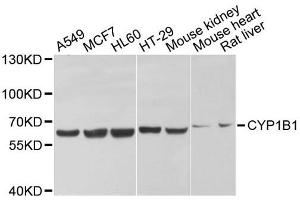 Western blot analysis of extracts of various cell lines, using CYP1B1 antibody. (CYP1B1 Antikörper  (AA 1-260))