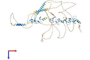 LIMD1 Protein (AA 1-668) (His tag)