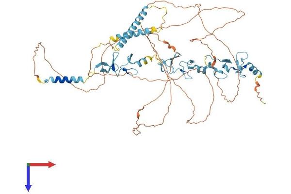 LIMD1 Protein (AA 1-668) (His tag)
