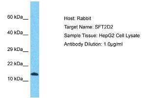 Host: Rabbit Target Name: SFT2D2 Sample Tissue: Human HepG2 Whole Cell Antibody Dilution: 1ug/ml (SFT2D2 Antikörper  (N-Term))