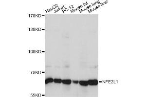 Western blot analysis of extracts of various cell lines, using NFE2L1 antibody (ABIN6293686) at 1:1000 dilution. (NFE2L1 Antikörper)