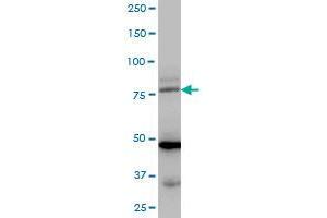 LDB3 MaxPab polyclonal antibody. (LIM Domain Binding 3 Protein Antikörper  (AA 1-283))