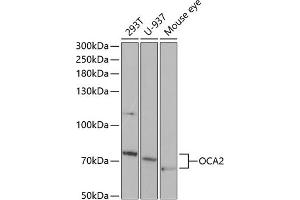 Western blot analysis of extracts of various cell lines, using OC antibody (ABIN6132880, ABIN6144989, ABIN6144990 and ABIN6221296) at 1:1000 dilution. (OCA2 Antikörper  (AA 1-180))