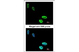 Immunofluorescence analysis of paraformaldehyde-fixed HeLa, using hnRNP C1/C2 antibody at 1:200 dilution. (HNRNPC Antikörper)