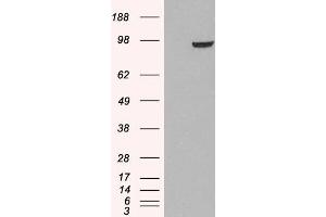 HEK293 overexpressing PDE5A (ABIN5454320) and probed with ABIN185350 (mock transfection in first lane). (PDE5A Antikörper  (C-Term))
