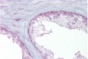 Immunohistochemistry with Prostate tissue at an antibody concentration of 5µg/ml using anti-EDF1 antibody (ARP38383_P050) (EDF1 Antikörper  (Middle Region))