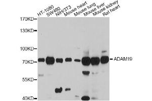 Western blot analysis of extracts of various cell lines, using ADAM19 antibody (ABIN4902833) at 1:3000 dilution. (ADAM19 Antikörper)