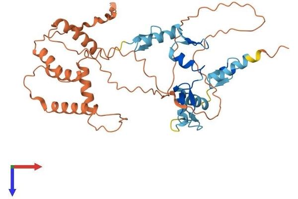 ZNF200 Protein (AA 1-395) (His tag)