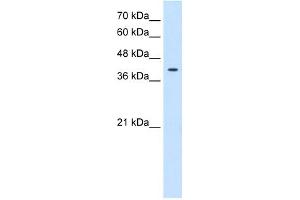 Tetraspanin 12 antibody used at 0. (TSPAN12 Antikörper  (Middle Region))