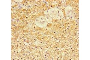Immunohistochemistry of paraffin-embedded human adrenal gland tissue using ABIN7149134 at dilution of 1:100 (COA6 Antikörper  (AA 1-125))