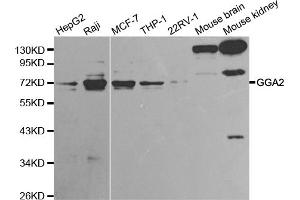 Western blot analysis of extracts of various cell lines, using GGA2 antibody (ABIN5970532) at 1/1000 dilution.