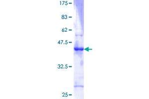 ID3 Protein (AA 1-119) (GST tag)