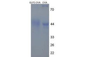 Image no. 2 for Glucagon-like peptide 2 (GLP-2) peptide (Ovalbumin) (ABIN5666199)