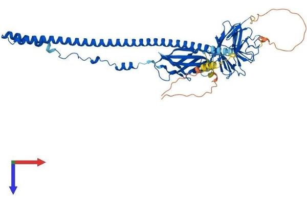 FSD1L Protein (AA 1-530) (His tag)
