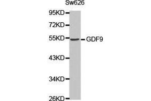 Western Blotting (WB) image for anti-Growth Differentiation Factor 9 (GDF9) antibody (ABIN1872797)