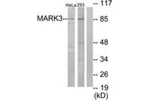 Western blot analysis of extracts from HeLa/293 cells, using MARK3 Antibody. (MARK3 Antikörper  (AA 1-50))