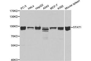 Western blot analysis of various cell lines, using STAT1 antibody. (STAT1 Antikörper  (AA 513-712))