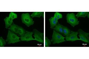 Immunofluorescence (IF) image for anti-Ubiquitin Specific Peptidase 8 (USP8) antibody (ABIN2855692)