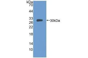 Detection of Recombinant MFGE8, Mouse using Polyclonal Antibody to Milk Fat Globule EGF Factor 8 (MFGE8) (MFGE8 Antikörper  (AA 159-417))