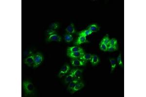 Immunofluorescence (IF) image for anti-Leukocyte Immunoglobulin-Like Receptor, Subfamily B (With TM and ITIM Domains), Member 2 (LILRB2) (AA 406-563) antibody (ABIN7158268)