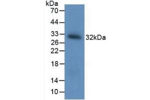 Figure. (BDNF Antikörper  (AA 20-252))