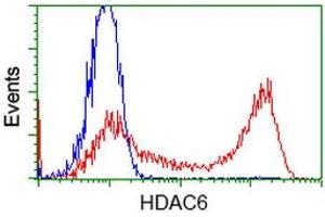 Image no. 3 for anti-Histone Deacetylase 6 (HDAC6) antibody (ABIN1498621) (HDAC6 Antikörper)