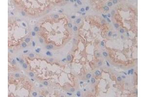 Detection of FOLR1 in Human Kidney Tissue using Polyclonal Antibody to Folate Receptor 1, Adult (FOLR1) (FOLR1 Antikörper  (AA 25-234))