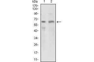 Western blot analysis using GPNMB mouse mAb against PANC1 (1) and PC-3 (2) cell lysate. (Osteoactivin Antikörper  (AA 31-260))