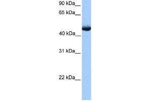 WB Suggested Anti-PAOX Antibody Titration: 0. (PAOX Antikörper  (C-Term))