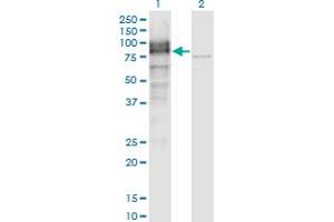 Western Blotting (WB) image for anti-Leucine Rich Repeat Neuronal 1 (LRRN1) (AA 1-716) antibody (ABIN1326915)