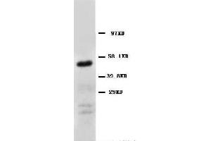 Anti-CD147 antibody, Western blotting WB: Human Fibroma Cell Lysate