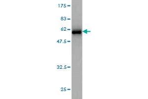 Western Blot detection against Immunogen (48.
