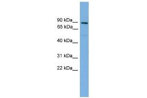 WB Suggested Anti-MFN1 Antibody Titration: 0.