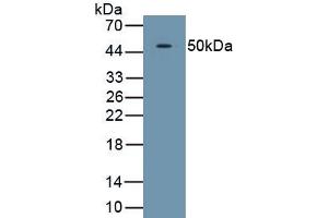 Detection of Recombinant TDO, Human using Polyclonal Antibody to Tryptophan-2,3-dioxygenase (TDO) (TDO2 Antikörper  (AA 1-406))