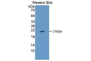 Western Blotting (WB) image for anti-Cyclophilin B (PPIB) (AA 34-216) antibody (ABIN1077712) (PPIB Antikörper  (AA 34-216))