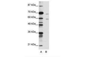 Image no. 1 for anti-Forkhead Box A2 (FOXA2) (N-Term) antibody (ABIN203149) (FOXA2 Antikörper  (N-Term))