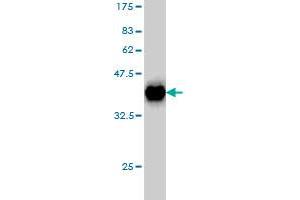 Western Blotting (WB) image for anti-Glutaredoxin 1 (GRX1) (AA 1-106) antibody (ABIN2565565)