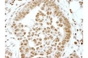 Immunohistochemistry (IHC) image for anti-Ets2 Repressor Factor (ERF) (AA 498-548) antibody (ABIN7448554) (ERF Antikörper  (AA 498-548))