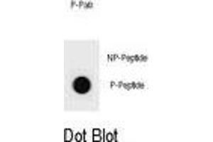 Dot blot analysis of mouse BAD Antibody (Phospho T94) Phospho-specific Pab s on nitrocellulose membrane. (BAD Antikörper  (pThr94))