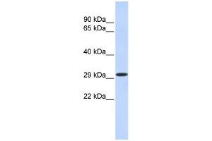 WB Suggested Anti-KLF14 Antibody Titration:  0. (KLF14 Antikörper  (N-Term))